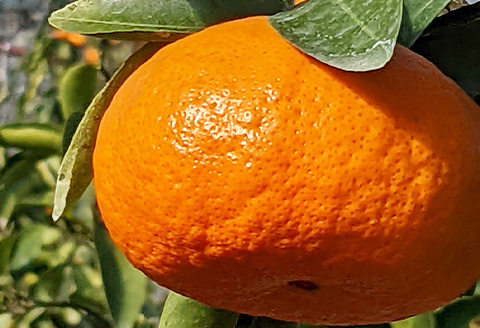 飲み比べ 冷凍果汁2種×各5個(合計10個) 味香みかん 柑橘 ジュース 飲料 ミカン ストレート フルーツ 詰合せ