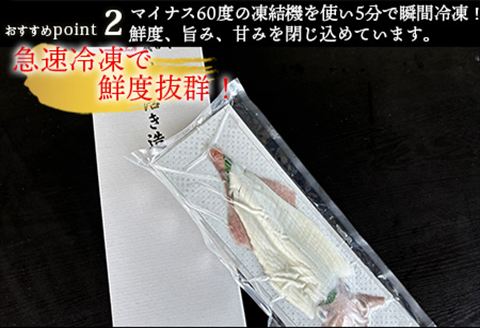 『先行予約』呼子のいか活造り1杯! コリコリ甘い鮮度抜群の透明感! 約200g 刺身 ギフト 冷凍 ※水揚げあり次第6月以降順次発送させていただきます。