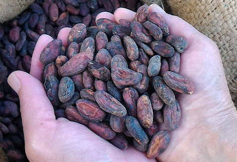 グランポワール ビーントゥバーチョコレート･カカオニブス 美容 健康 無添加 ギフト チョコレート スイーツ カカオ ポリフェノール