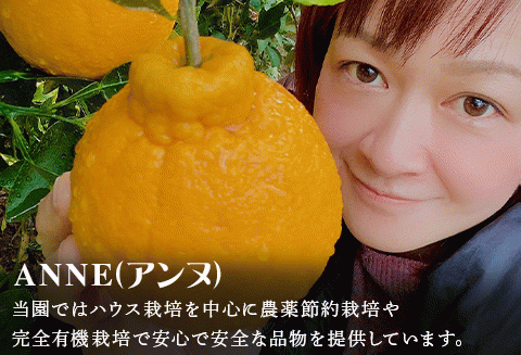 『先行予約』【令和8年2月中旬より順次発送】唐津産 不知火(琥珀) 約5kg(約16～20玉) デコポン でこぽん ミカン みかん 柑橘 フルーツ 果物