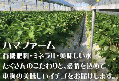 『先行予約』【令和8年2月中旬発送】唐津産 白いちご「雪うさぎ」苺 イチゴ 希少 果物 フルーツ ハマファーム