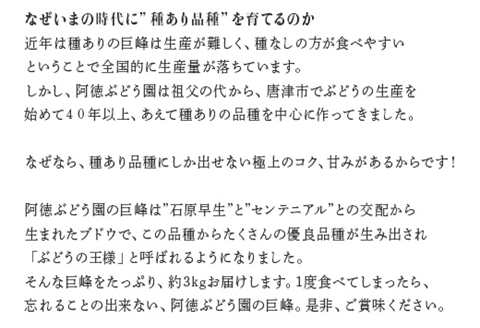 『先行予約』【令和8年7月下旬発送】唐津市産種あり大粒「巨峰」約3kg(5～8房) ぶどう ブドウ 果物 フルーツ ギフト