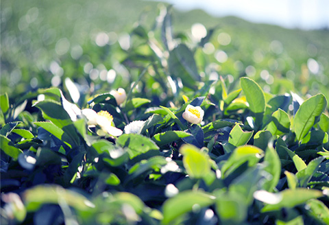 クオン フェイスソープ 150mL 天然由来 スキンケア 洗顔 コスメ 化粧品 美容 QUON