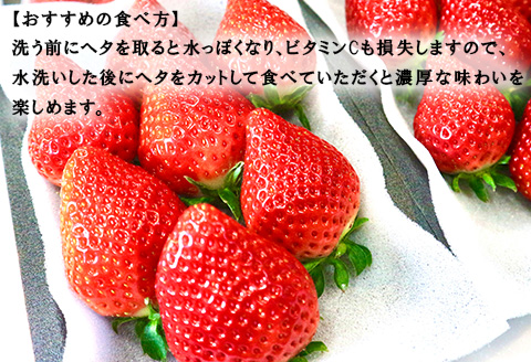 『先行予約』【令和8年3月より順次発送】唐津産 いちごさん 約250g×2パック(合計約500g) 濃厚いちご 苺 イチゴ 果物 フルーツ