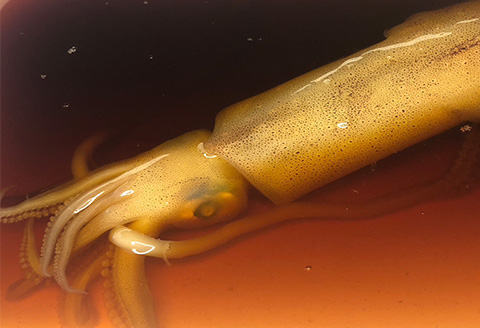 『先行予約』【令和8年7月上旬より順次発送】剣先イカの沖漬け(1袋280g) ピリッと明太子味 いか 漁師飯 肴 おつまみ ご飯のお供 ギフト