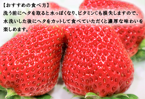 『先行予約』【令和8年2月より順次発送】濃厚苺 さちのか 250g×2パック(合計500g) 濃厚いちご 苺 イチゴ 果物 フルーツ ビタミン