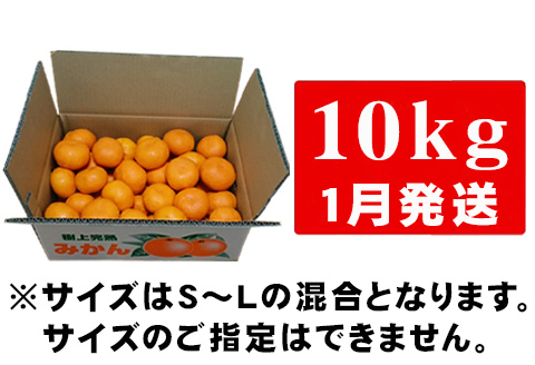 『先行予約』【令和8年1月から発送】吉田みかん園の樹上完熟みかん 10kg 柑橘 ミカン 蜜柑 フルーツ 果物