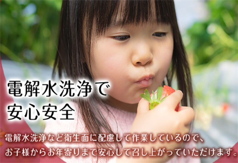 冷凍いちご(いちごさん) 500g×2袋(合計1kg)急速冷凍 新鮮 苺 フルーツ デザート 果物 アイス