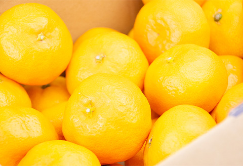 『先行予約』【11月上旬発送予定】唐津産 温州みかん 5kg バラ ハウスみかん ミカン 果物 フルーツ