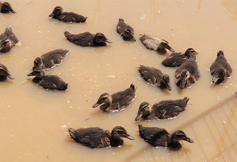 唐津産 あいがも米 5kg (玄米) 一粒田 合鴨農法 無農薬 無化学肥料 コメ お米 ごはん