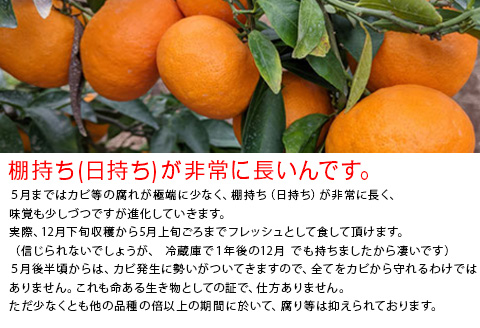 『先行予約』【令和8年2月上旬発送】果皮も丸ごとガブッ！味香みかん 10kg 新種のミカン フルーツ 果物 デザート 柑橘