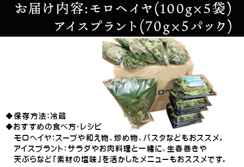 『先行予約』【12月上旬より順次発送】冬穫れハウスモロヘイヤ(100g×5袋)とアイスプラント(70g×5P)セット ネバネバ 高栄養価 プチプチ 新体験 定番おひたし 和洋中の各種スープ お肉・お魚のメイン料理の付け合わせ 色んなお料理のソースにも