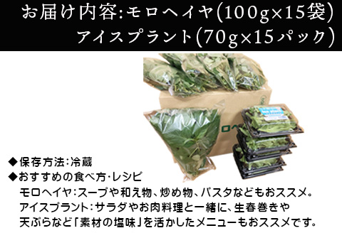 『先行予約』【12月上旬より順次発送】冬穫れハウスモロヘイヤ(100g×5袋)とアイスプラント(70g×5P)セット 3箱 ネバネバ 高栄養価 プチプチ新体験 定番おひたし 和洋中の各種スープ お肉・お魚のメイン料理の付け合わせ
