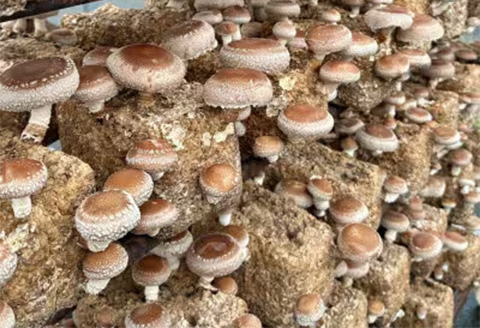 ノウフクJAS認証 唐津市産 乾燥きくらげ 乾燥しいたけセット きのこ スライス 丸