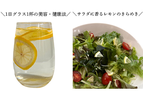 『先行予約』【令和8年11月より順次発送】皮ごと食べる マイヤーレモン 1.5kg  唐津産 柑橘 レモン れもん 檸檬