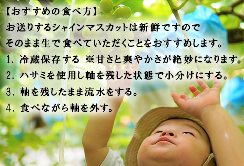 『先行予約』【令和8年9月上旬より順次発送】シャインマスカット2kg 3房～4房 葡萄 ぶどう 果物 フルーツ スイーツ