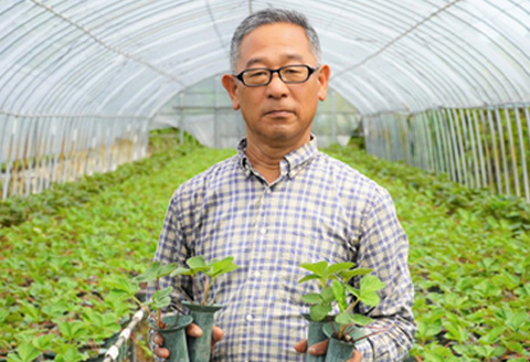 『先行予約』【令和8年5月より順次発送】苺そのままの甘酸っぱさ！プレミアム苺シャーベット 8個入 スイーツ カップ デザート 氷菓子 苺 イチゴ