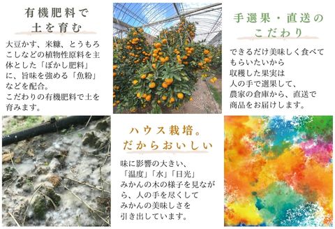 『先行予約』【令和8年1月中旬発送】唐津産ハウス育ち柑橘セット 2.5kg 手提げ箱 (麗紅・あすみ・不知火・農6号の中から2〜4種) 品種おまかせ 〜海と空と、みかん〜 ミカン フルーツ 柑橘 ギフト