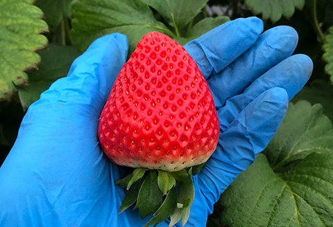 『先行予約』【12月上旬より順次発送】佐賀県唐津産いちごさん約450g×2パック(合計約900g) いちごさん イチゴ 果物