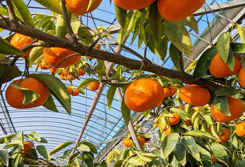 飲み比べ 冷凍果汁2種×各5個(合計10個) 味香みかん 柑橘 ジュース 飲料 ミカン ストレート フルーツ 詰合せ