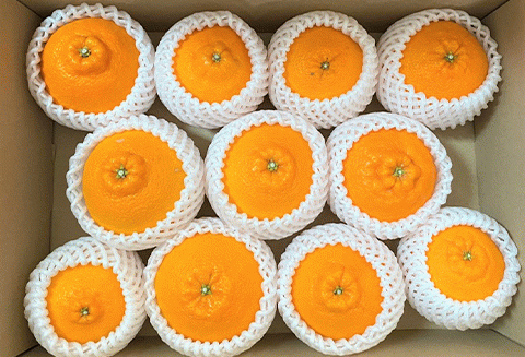 『先行予約』【令和8年2月中旬より順次発送】唐津産 不知火(琥珀) 約5kg(約16～20玉) デコポン でこぽん ミカン みかん 柑橘 フルーツ 果物