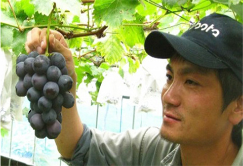 『先行予約』【令和8年7月下旬発送】唐津市産種あり大粒「巨峰」約3kg(5～8房) ぶどう ブドウ 果物 フルーツ ギフト