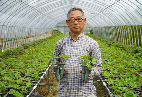 『先行予約』【令和8年4月より順次発送】唐津産 いちごさん 約250g×8パック(合計約2kg) 濃厚いちご 苺 イチゴ 果物 フルーツ