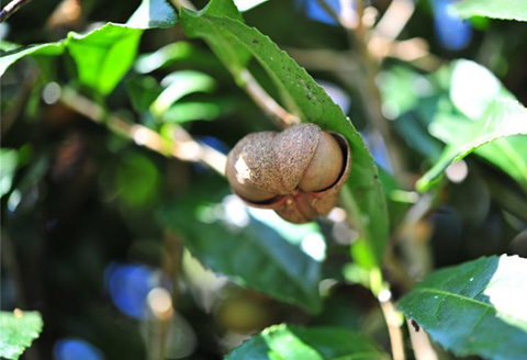 クオン フェイスソープ 150mL 天然由来 スキンケア 洗顔 コスメ 化粧品 美容 QUON