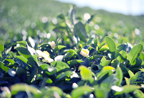 クオン フェイスケアセット(フェイスソープ &オールインワンセラム) 天然由来 スキンケア 化粧品 コスメ 美容液 QUON