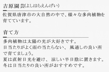 多肉植物エケベリア12ポット おまかせセット アソート 観葉植物 癒し「2024年 令和6年」