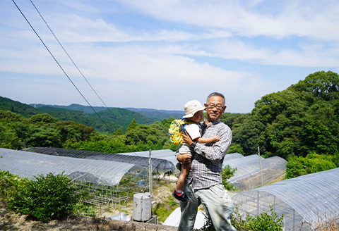 『先行予約』【令和8年9月上旬より順次発送】シャインマスカット500g 1房 葡萄 ぶどう 果物 フルーツ スイーツ