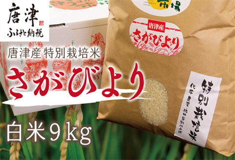 『先行予約』【令和6年産】唐津産特別栽培米 さがびより(白米) 9kg コメ お米 ごはん 白米 ご飯 こめ お米 おにぎり