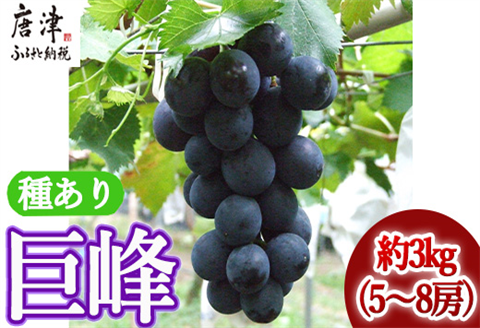 『先行予約』【令和8年7月下旬発送】唐津市産種あり大粒「巨峰」約3kg(5～8房) ぶどう ブドウ 果物 フルーツ ギフト