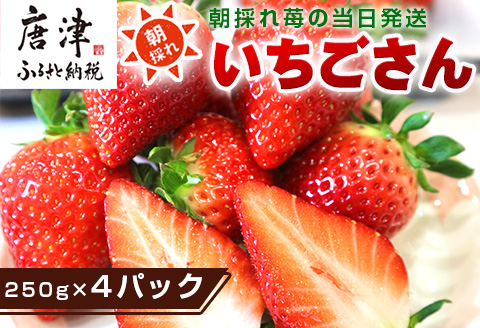 『先行予約』【令和8年3月より順次発送】唐津産 いちごさん 約250g×4パック(合計約1kg) 濃厚いちご 苺 イチゴ 果物 フルーツ