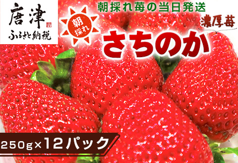 『先行予約』【令和7年3月より順次発送】濃厚苺 さちのか 250g×12パック(合計3kg) 濃厚いちご 苺 イチゴ 果物 フルーツ ビタミン