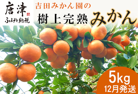 『先行予約』【12月発送】吉田みかん園の樹上完熟みかん 5kg 柑橘 ミカン 蜜柑 フルーツ 果物