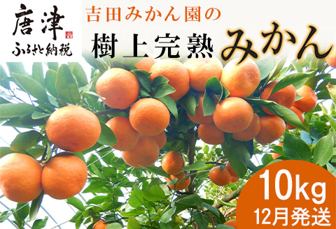 『先行予約』【12月発送】吉田みかん園の樹上完熟みかん 10kg 柑橘 ミカン 蜜柑 フルーツ 果物