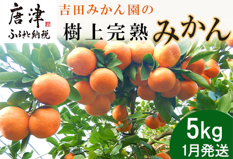 『先行予約』【令和8年1月から発送】吉田みかん園の樹上完熟みかん 5kg 柑橘 ミカン 蜜柑 フルーツ 果物