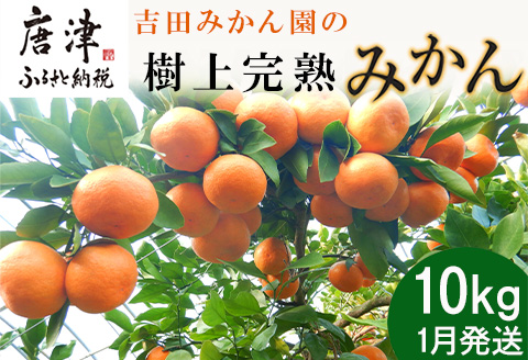 『先行予約』【令和8年1月から発送】吉田みかん園の樹上完熟みかん 10kg 柑橘 ミカン 蜜柑 フルーツ 果物