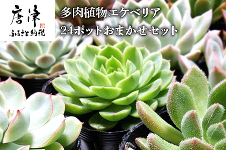 多肉植物エケベリア24ポット おまかせセット アソート 観葉植物 癒し「2024年 令和6年」