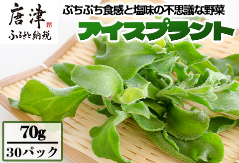 『先行予約』【11月中旬より順次発送】アイスプラント(70g×30パック)ぷちぷち食感 塩味 野菜 天ぷら 生春巻き サラダ スープ しゃぶしゃぶ 炒め物 おひたし