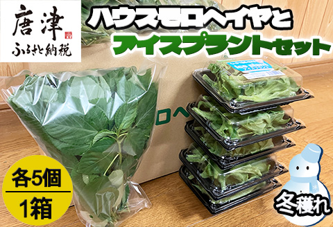 『先行予約』【12月上旬より順次発送】冬穫れハウスモロヘイヤ(100g×5袋)とアイスプラント(70g×5P)セット ネバネバ 高栄養価 プチプチ 新体験 定番おひたし 和洋中の各種スープ お肉・お魚のメイン料理の付け合わせ 色んなお料理のソースにも