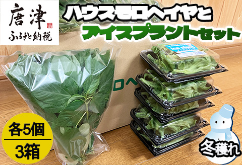 『先行予約』【12月上旬より順次発送】冬穫れハウスモロヘイヤ(100g×5袋)とアイスプラント(70g×5P)セット 3箱 ネバネバ 高栄養価 プチプチ新体験 定番おひたし 和洋中の各種スープ お肉・お魚のメイン料理の付け合わせ