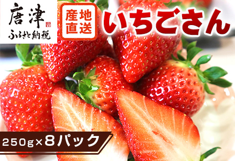 『先行予約』【令和8年4月より順次発送】唐津産 いちごさん 約250g×8パック(合計約2kg) 濃厚いちご 苺 イチゴ 果物 フルーツ