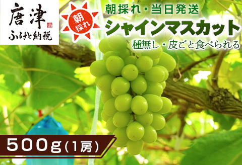 『先行予約』【令和8年9月上旬より順次発送】シャインマスカット500g 1房 葡萄 ぶどう 果物 フルーツ スイーツ