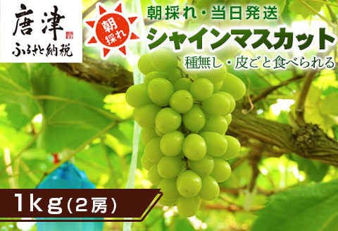 『先行予約』【令和8年9月上旬より順次発送】シャインマスカット1kg 2房 葡萄 ぶどう 果物 フルーツ スイーツ
