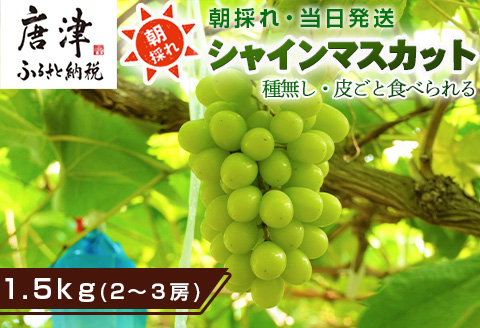 『先行予約』【令和8年9月上旬より順次発送】シャインマスカット1.5kg 2～3房 葡萄 ぶどう 果物 フルーツ スイーツ