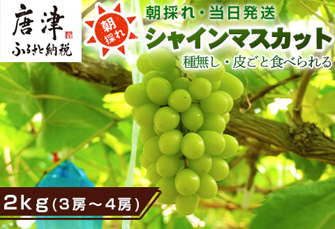 『先行予約』【令和8年9月上旬より順次発送】シャインマスカット2kg 3房～4房 葡萄 ぶどう 果物 フルーツ スイーツ