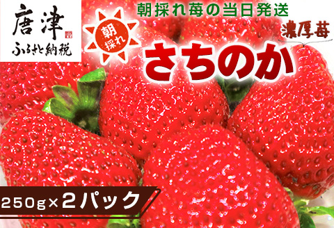 濃厚苺 さちのか 250g×2パック(合計500g) 濃厚いちご 苺 イチゴ 果物 フルーツ ビタミン