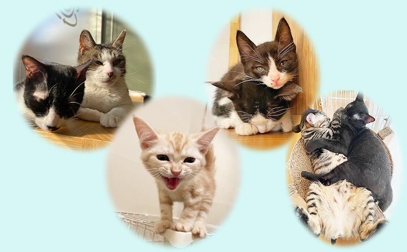 保護猫カフェへの寄附 【お礼品の発送はございません】一口30,000円